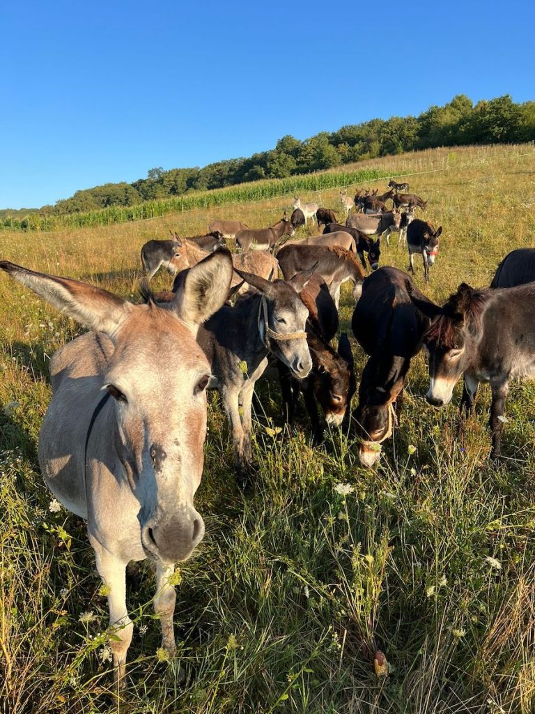 Argentina, în infern: Inflație uriașă, carne de măgar și reforme „pentru 50 de ani” de Javier Milei