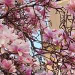 Vreme de primăvară în România: Mercurul urcă la 20 de grade până pe 26 aprilie