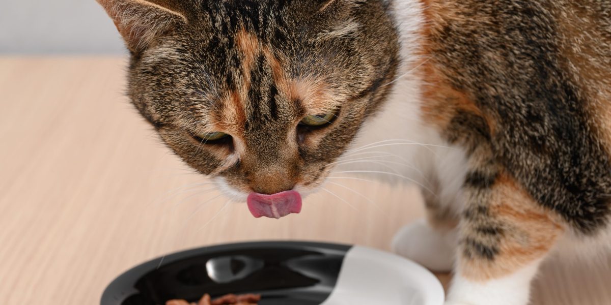 ȘOC ȘTIINȚIFIC: De ce e vital să încălzești hrana pentru pisica ta