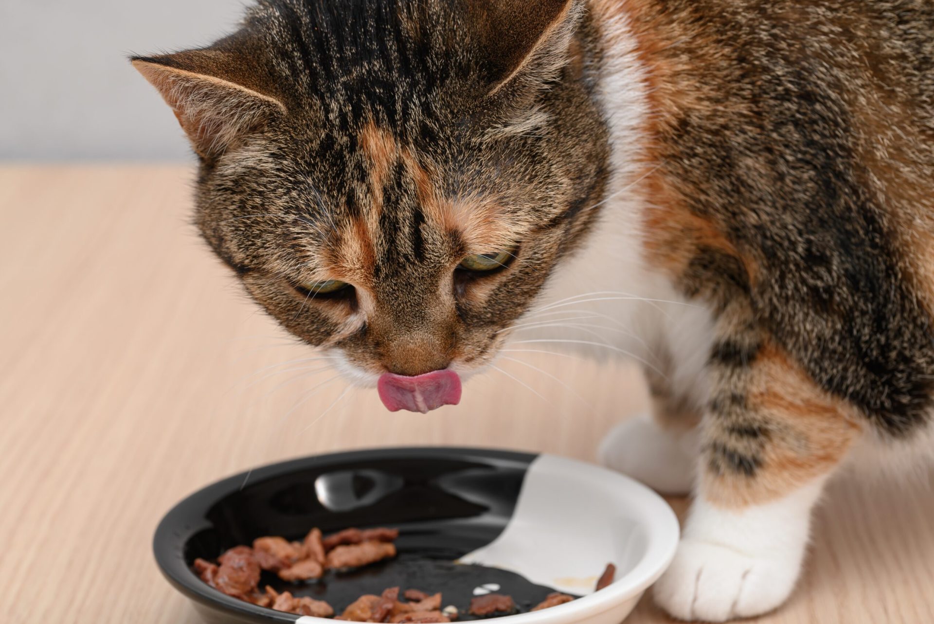 ȘOC ȘTIINȚIFIC: De ce e vital să încălzești hrana pentru pisica ta