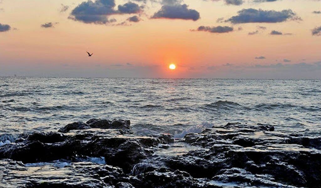 Virus MORTAL din fructele de mare: Atac asupra oamenilor, boală cronică garantată