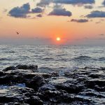 Virus MORTAL din fructele de mare: Atac asupra oamenilor, boală cronică garantată