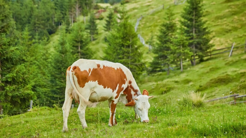 Rabie la Huși: Prefectul Vaslui, reacție după focarul de la fermă