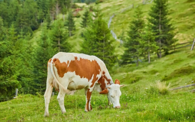 Rabie la Huși: Prefectul Vaslui, reacție după focarul de la fermă