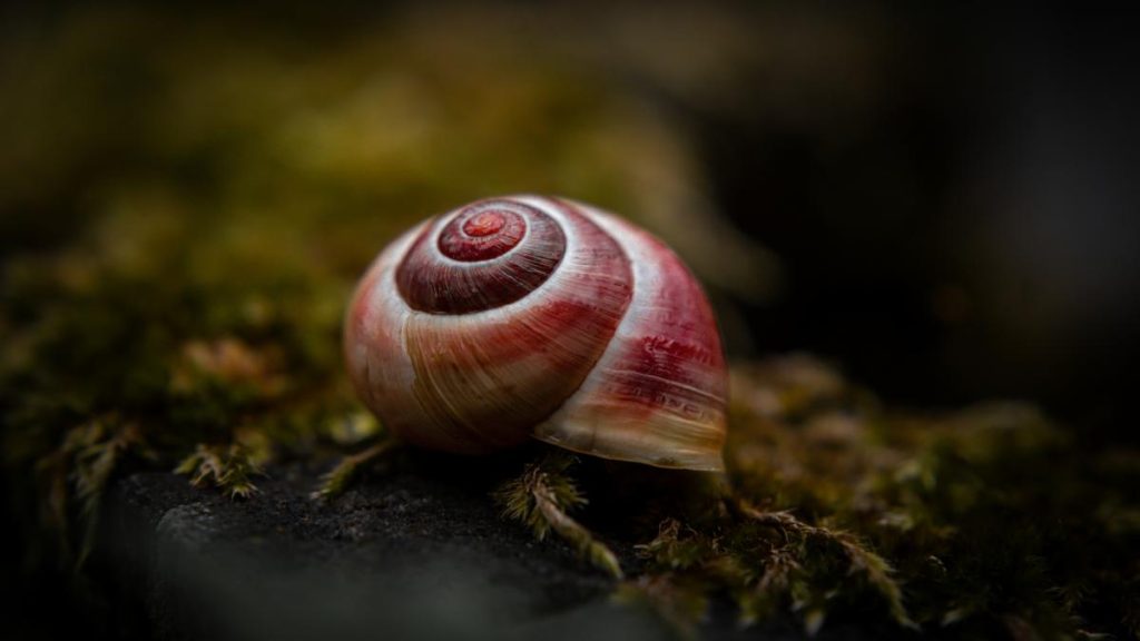 Melcul-vampir, candidatul ITALIEI la titlul de „Molusca anului”