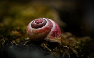 Melcul-vampir, candidatul ITALIEI la titlul de „Molusca anului”