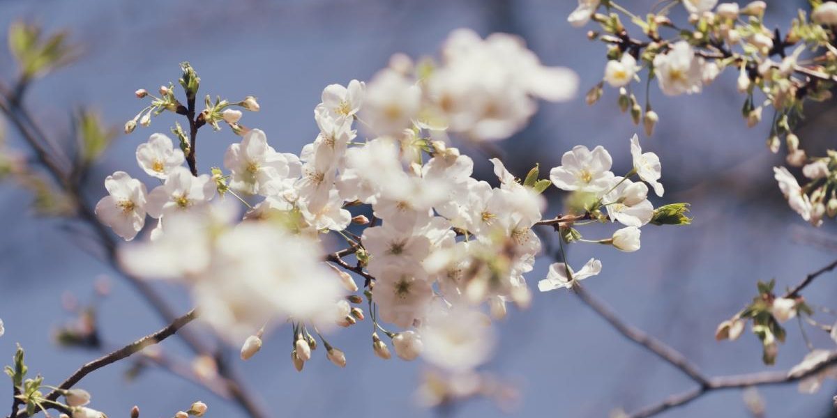 Vine căldura! Prognoza meteo anunță temperaturi normale și soare în România