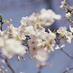 Vine căldura! Prognoza meteo anunță temperaturi normale și soare în România