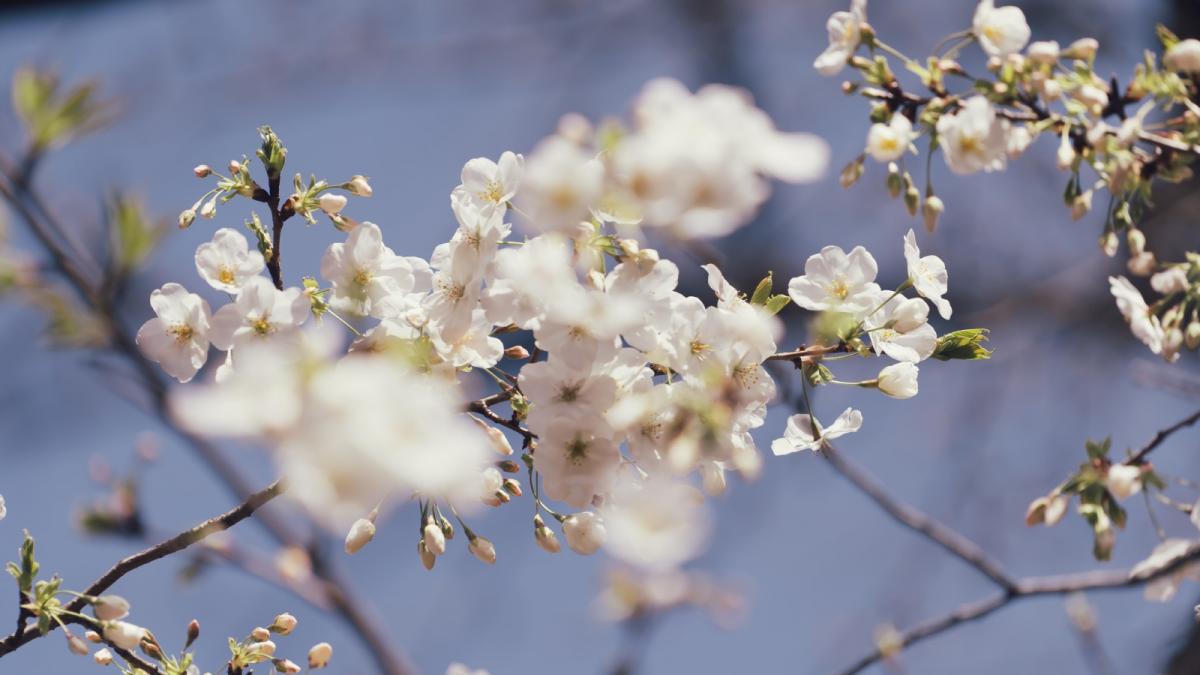 Vine căldura! Prognoza meteo anunță temperaturi normale și soare în România