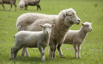 Victorie în România: Fabrica de lână, obligă Guvernul la ajutor de stat