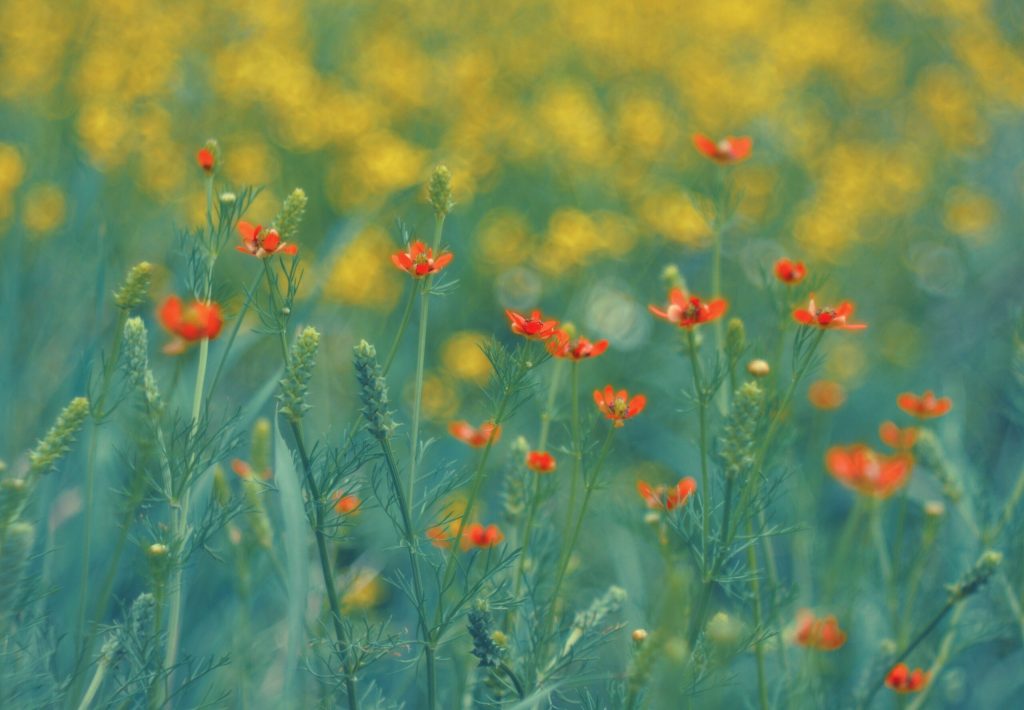 ANM: Vreme excelentă de 1 Mai în România! Sărbătoare cu soare