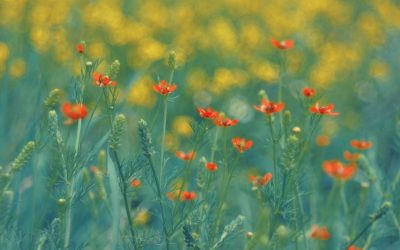 ANM: Vreme excelentă de 1 Mai în România! Sărbătoare cu soare