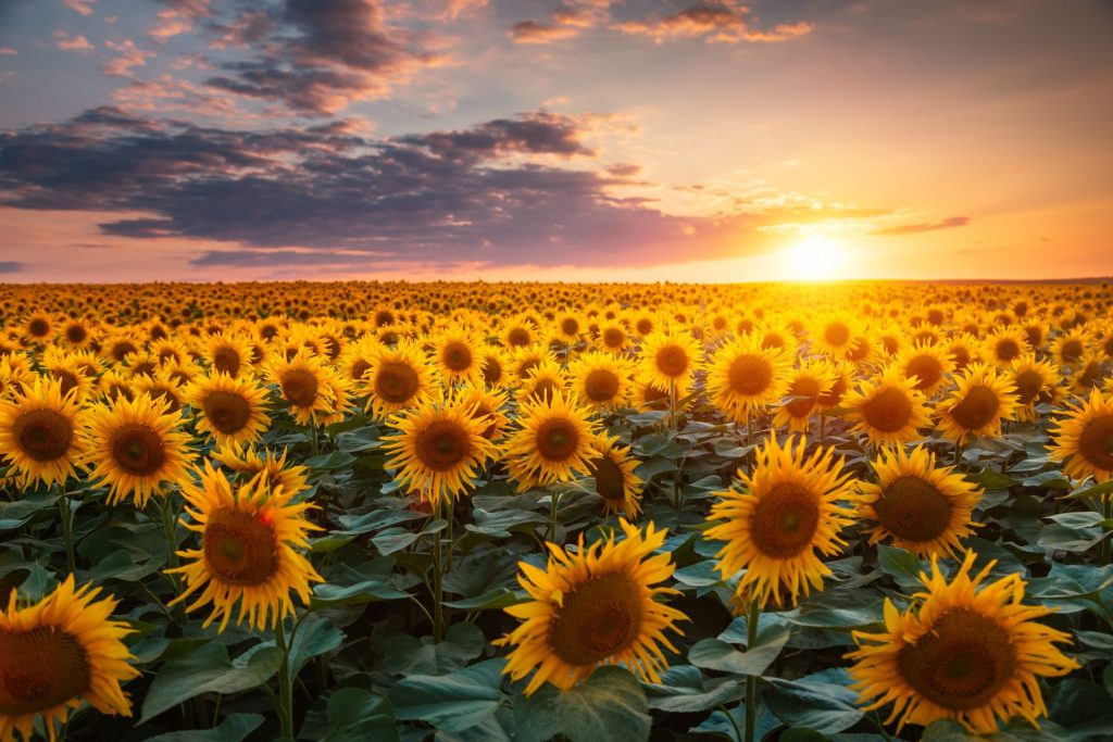 De ce au norii forme diferite? Test de cultură generală