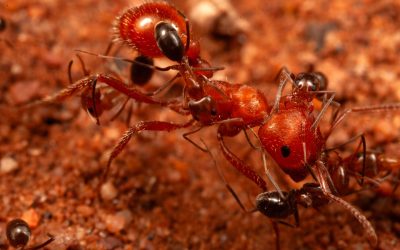 Furnicile, secrete dezvăluite: Cercetătorii au descoperit un comportament inedit