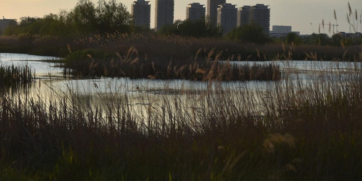 București: Delta Văcărești, o grădină sălbatică uimește Bloomberg, în mijlocul betonului