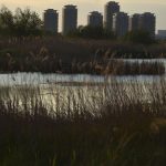 București: Delta Văcărești, o grădină sălbatică uimește Bloomberg, în mijlocul betonului