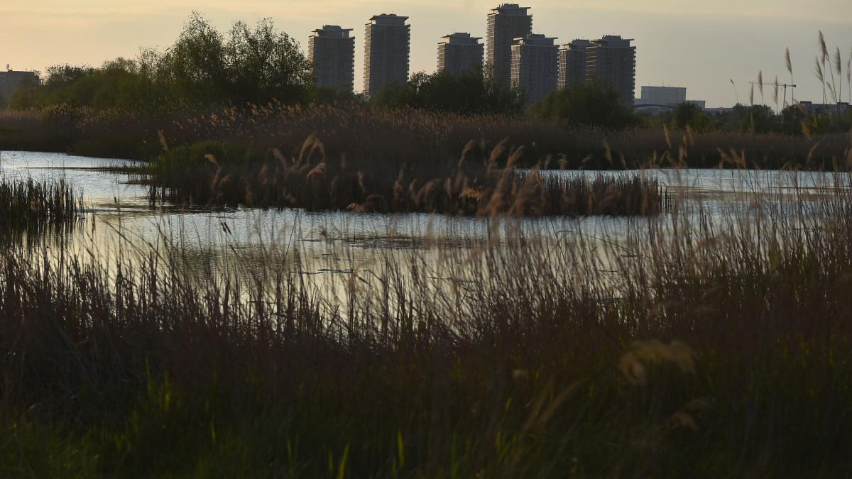 București: Delta Văcărești, o grădină sălbatică uimește Bloomberg, în mijlocul betonului