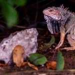 Ochii vertebratelor, un singur ochi uriaș? Cercetătorii uimesc cu noua teorie