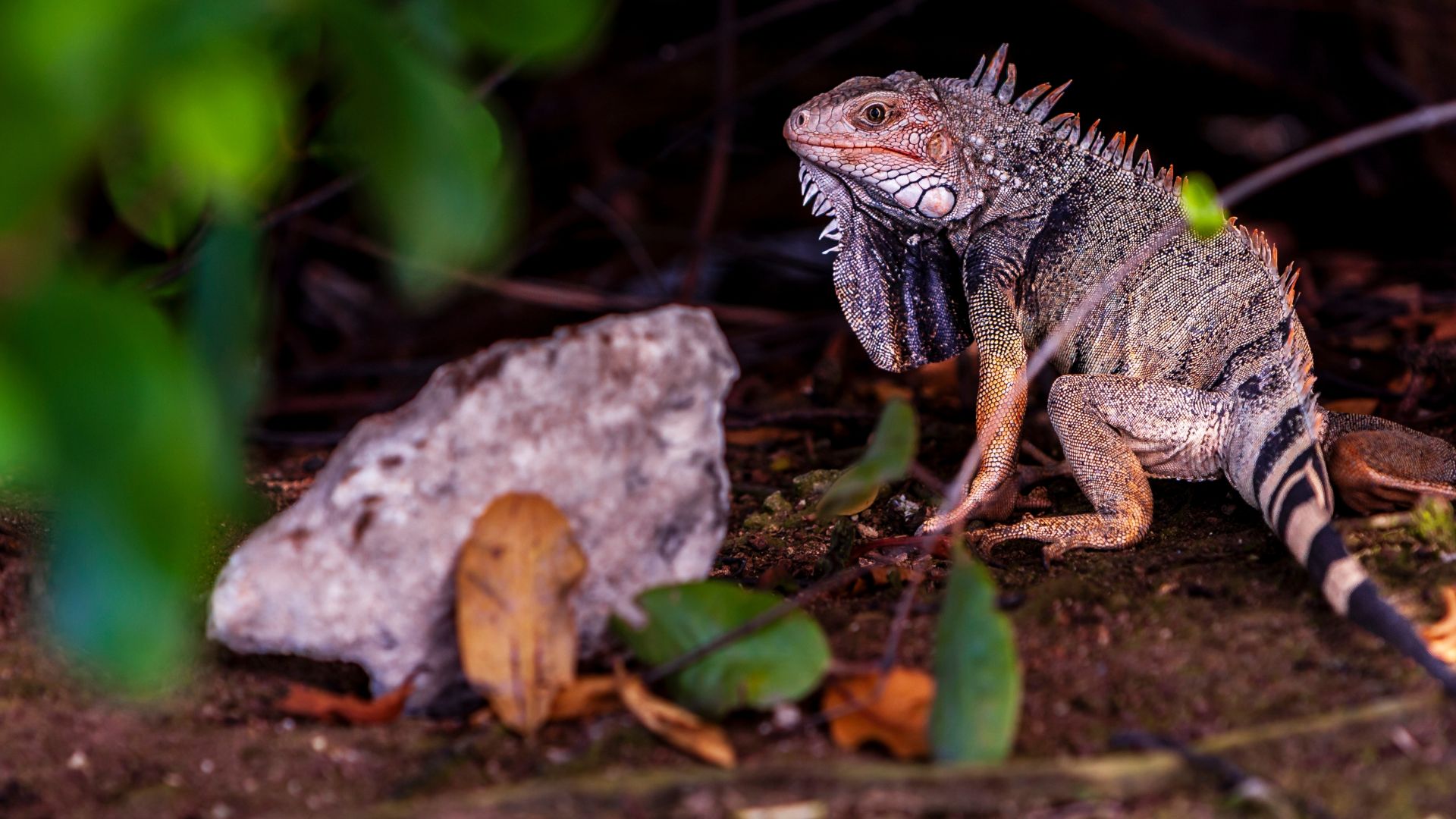 Ochii vertebratelor, un singur ochi uriaș? Cercetătorii uimesc cu noua teorie