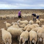 Primăria confiscă pășunile: Proprietarii, somați cu notificare!