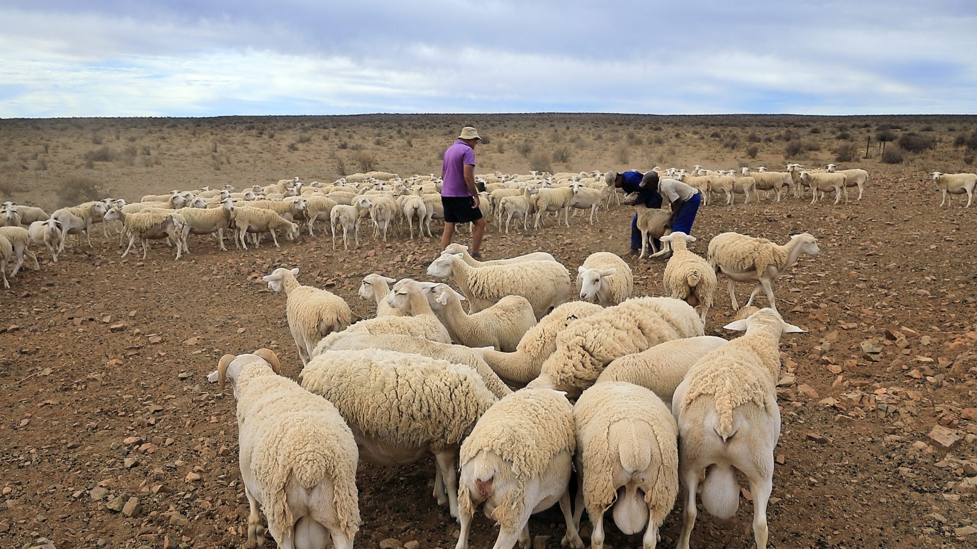 Primăria confiscă pășunile: Proprietarii, somați cu notificare!