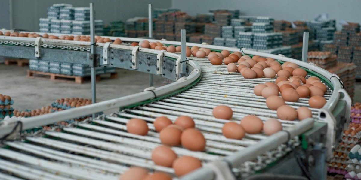 Alertă alimentară: 1,5 milioane ouă cu Salmonella, retrase la Galați, înaintea Paștelui