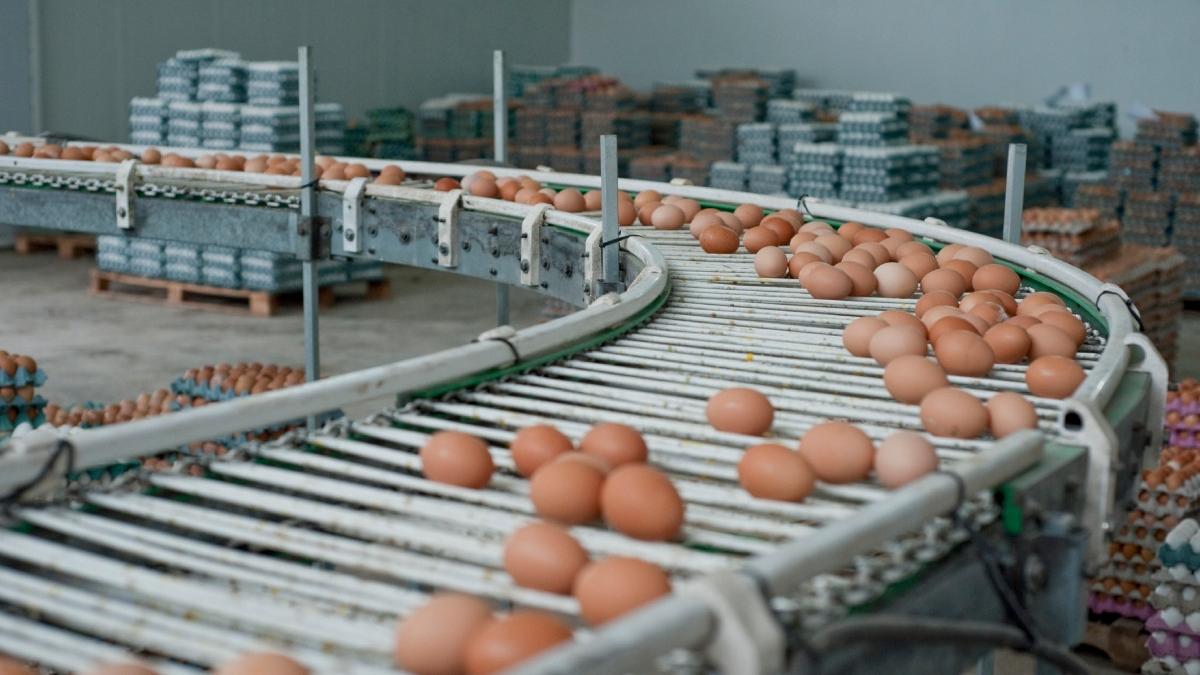 Alertă alimentară: 1,5 milioane ouă cu Salmonella, retrase la Galați, înaintea Paștelui