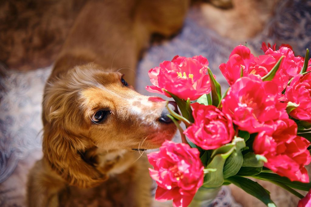 Evoluție în alegerea florilor de Florii: preocuparea pentru siguranța animalelor de companie De-a lungul anilor, Florii a fost o sărbătoare în care florile au avut un rol central în tradiție și simbolism