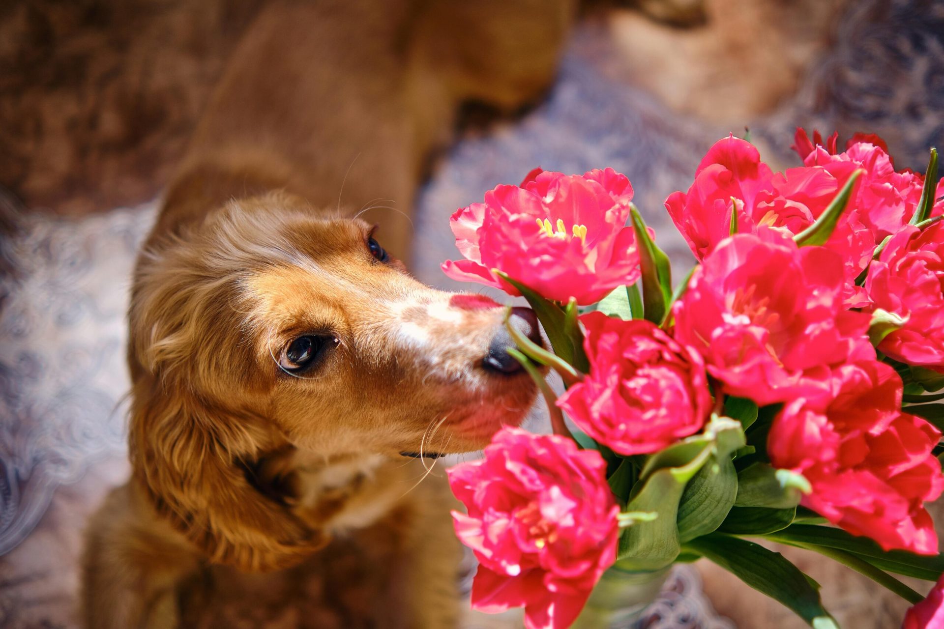 Evoluție în alegerea florilor de Florii: preocuparea pentru siguranța animalelor de companie De-a lungul anilor, Florii a fost o sărbătoare în care florile au avut un rol central în tradiție și simbolism