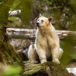 Fotograf rar accesează spirit bears din Canada și îți va lăsa lacrimi