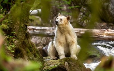Fotograf rar accesează spirit bears din Canada și îți va lăsa lacrimi