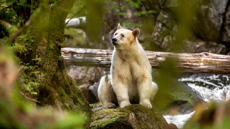 Fotograf rar accesează spirit bears din Canada și îți va lăsa lacrimi