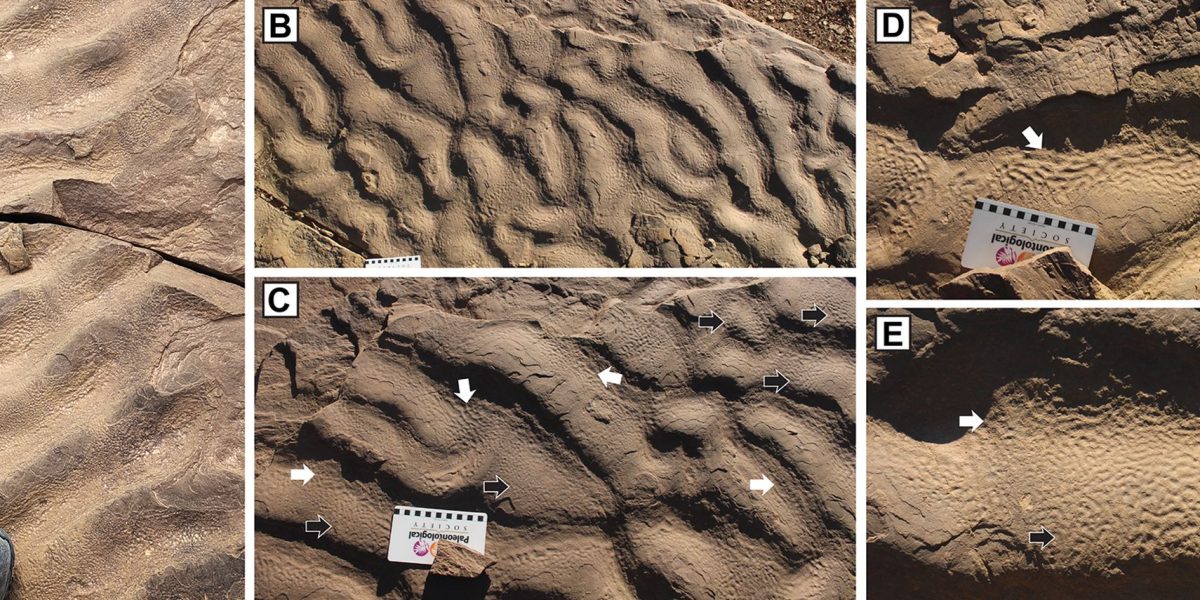 piele-de-elefant-roci-gsw_Descopera.jpg - StiriAlese