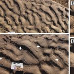 piele-de-elefant-roci-gsw_Descopera.jpg - StiriAlese