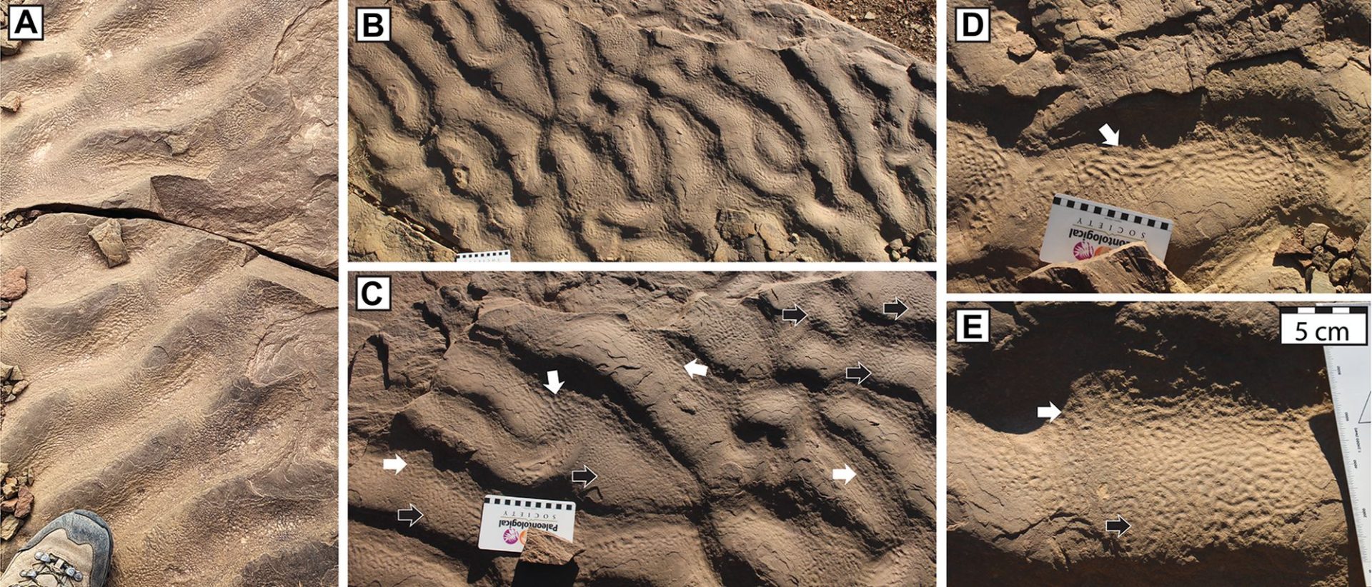 O formațiune stâncoasă din Maroc, care seamănă cu pielea de elefant, a determinat cercetătorii să reconsidere originile habitatelor microbiene din vremuri îndepărtate