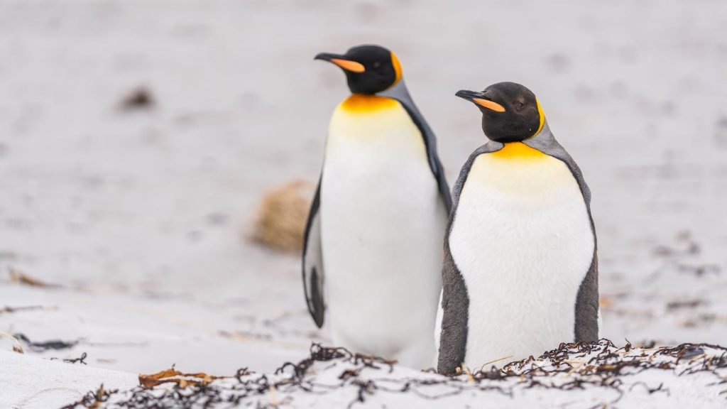 Studiu recent arată că pinguinii care beneficiază de hrană la discreție în grădinile zoologice îmbătrânesc biologic mai rapid decât cei din sălbăticie, deși trăiesc în general mai mult