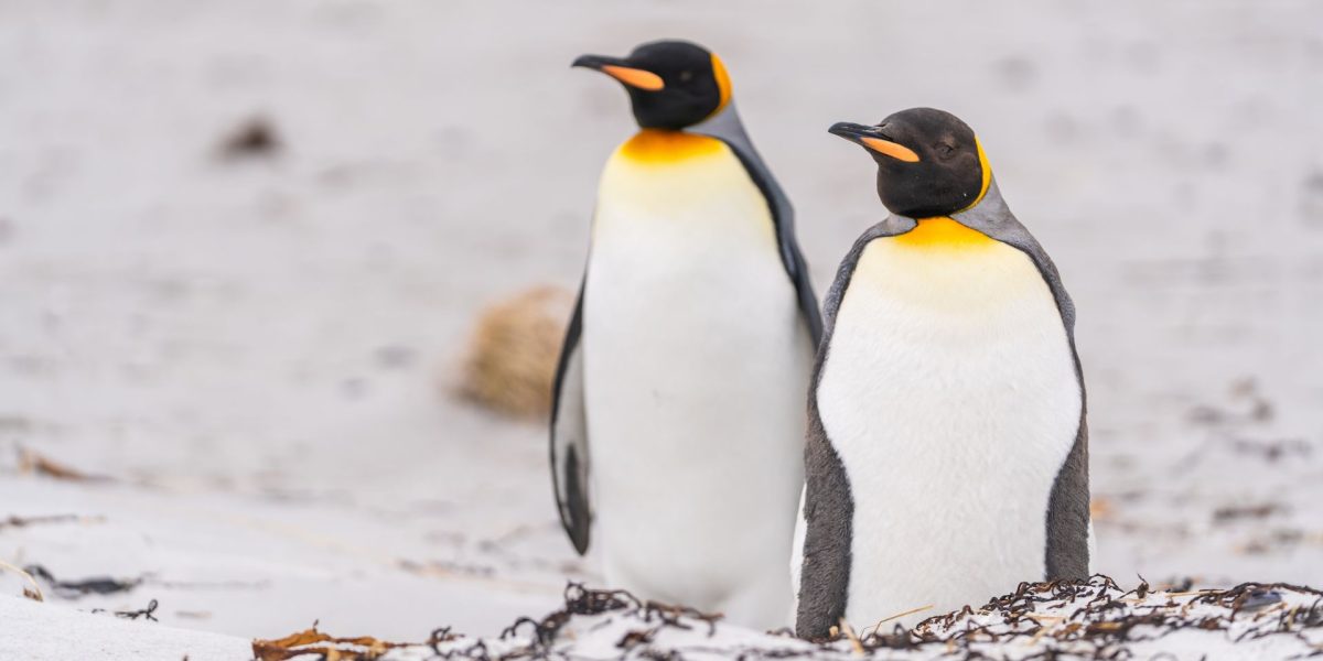 pinguinii-care-au-mancare-la-discretie_shutterstock_descopera-10.jpg - StiriAlese