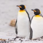 pinguinii-care-au-mancare-la-discretie_shutterstock_descopera-10.jpg - StiriAlese