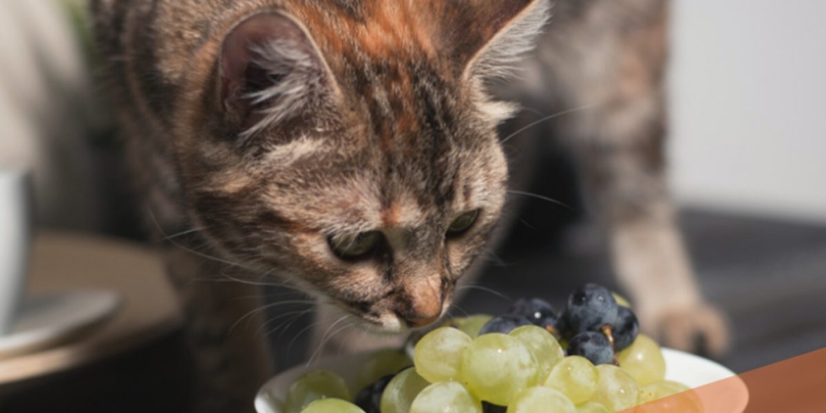 Cele 14 alimente care pot ucide pisica în 24 de ore, nu le hrăniți cu ele