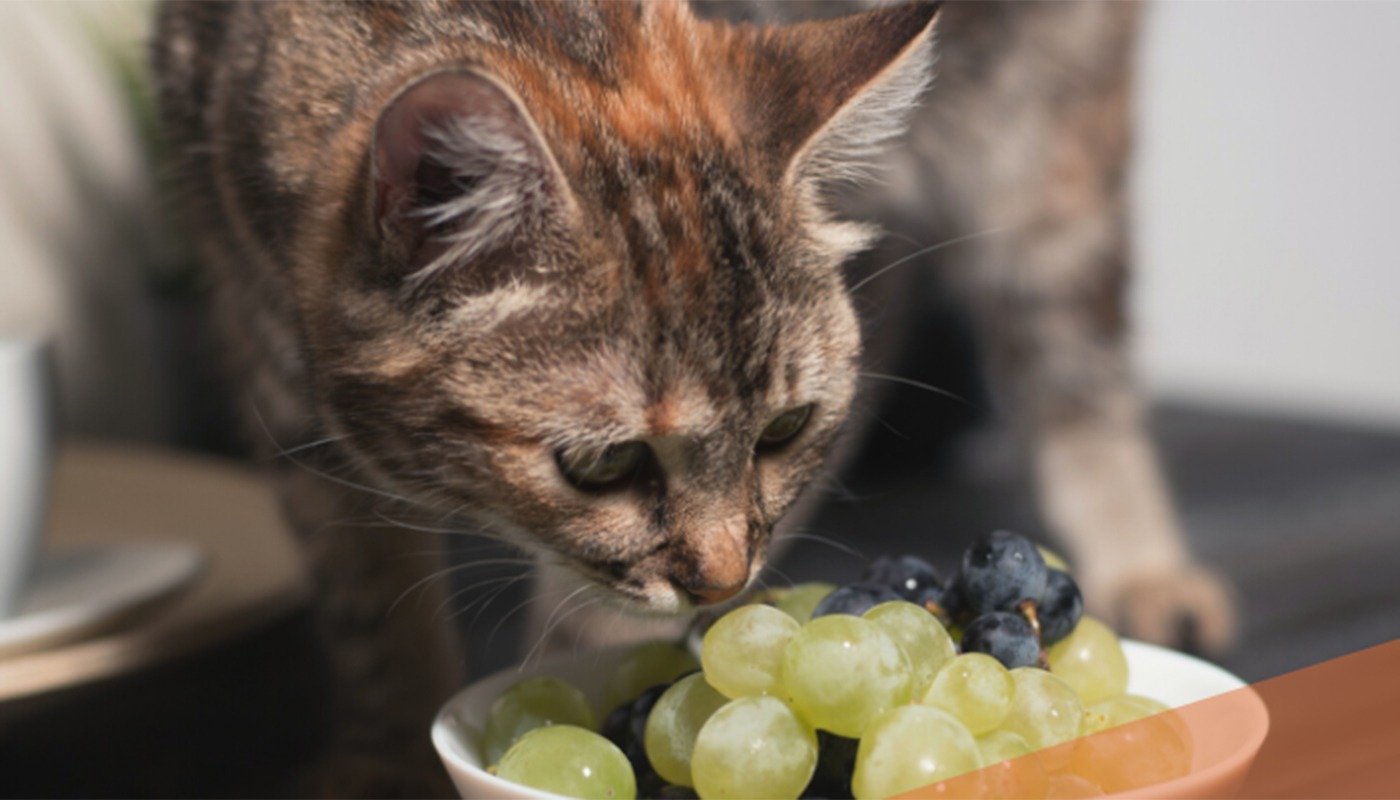 Alimentele banale care pot ucide pisica în 24 de ore Mulți stăpâni de pisici cred că îi fac un bine dacă le oferă din mâncarea lor sau din resturile de la masă