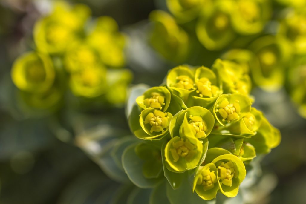 Euphorbia, planta spectaculoasă care face minuni în grădina ta și ce trebuie să știi despre „coronița lui Hristos”