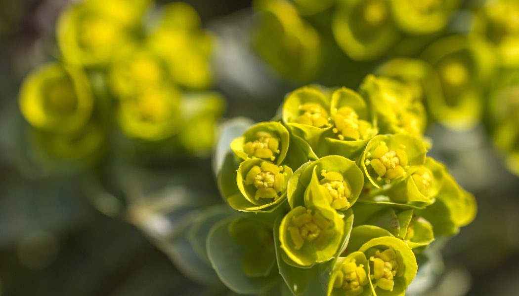 Euphorbia, planta spectaculoasă care face minuni în grădina ta și ce trebuie să știi despre „coronița lui Hristos”