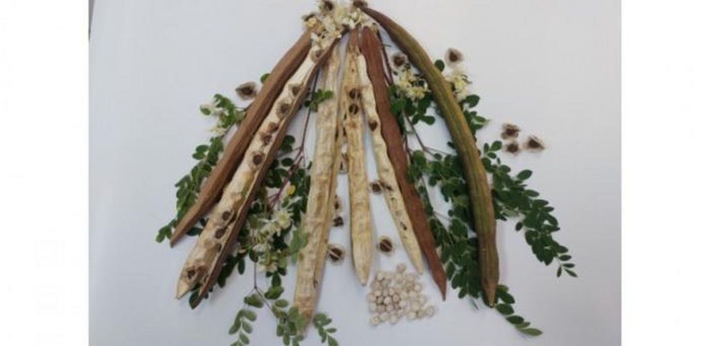 Planta-minune din BRAZILIA elimină microplasticele din apă