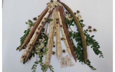 Planta-minune din BRAZILIA elimină microplasticele din apă