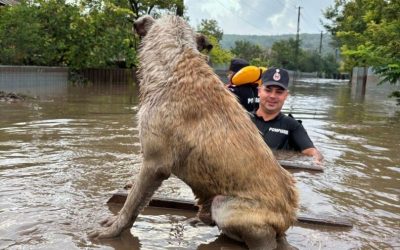 Ministerul Mediului, soluții „verzi” anti-inundații: zone umede și împăduriri