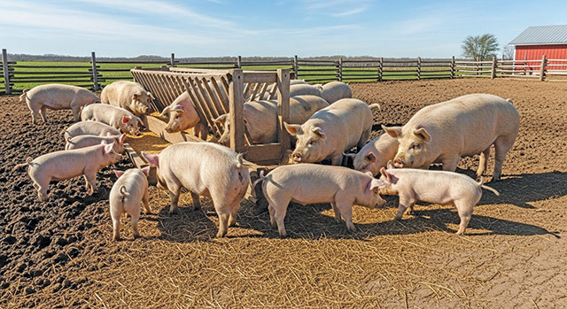 porci-porcusori-ferma-123rf.jpg - StiriAlese