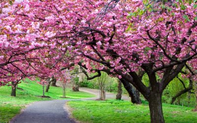 Prognoza ANM: Vreme blândă și puține ploi în următoarele patru săptămâni