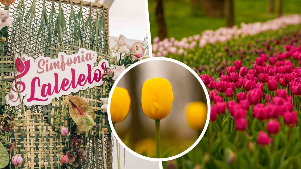 Simfonia Lalelelor de la Pitești: Cum a crescut un eveniment local în reper național