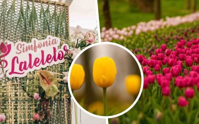 Simfonia Lalelelor de la Pitești: Cum a crescut un eveniment local în reper național