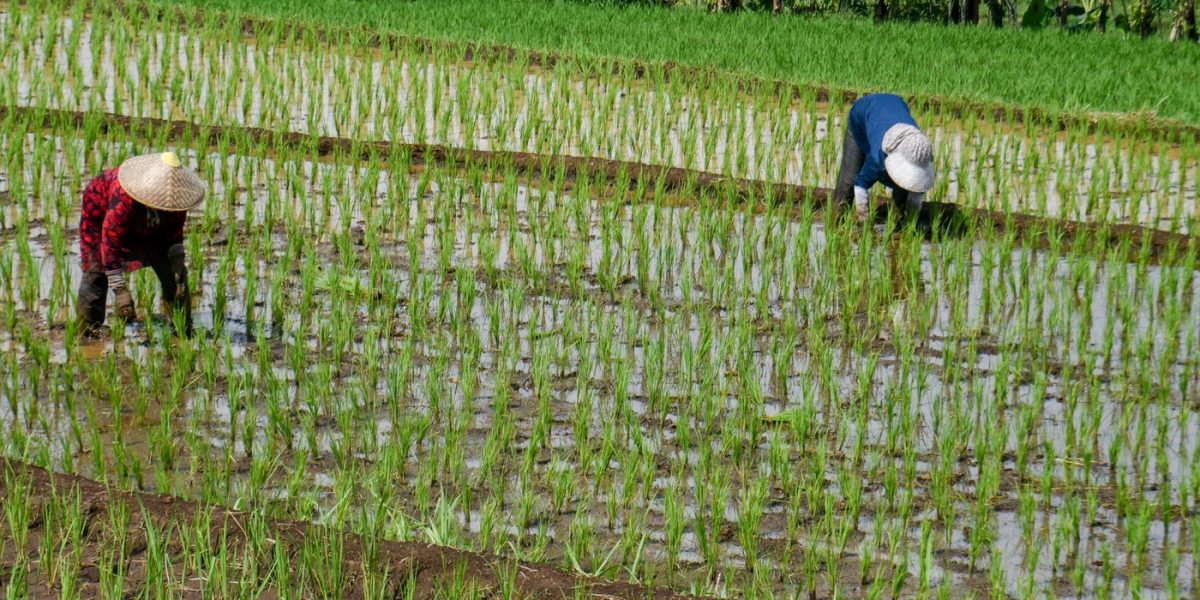 Criza din Iran lovește Asia: Producția de orez, în pericol din cauza prețurilor la combustibil